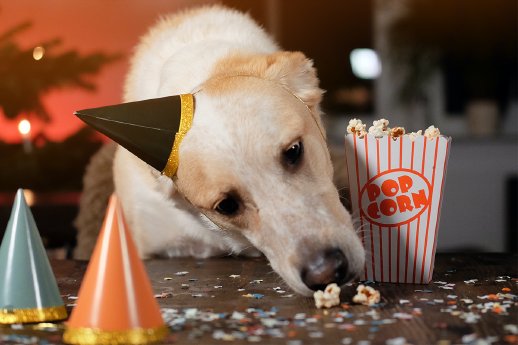 Hunde-Popcorn.jpg