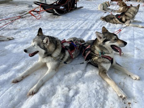 Finnland Huskys ©KR-Karawane.jpeg