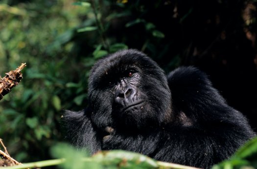 Rudana Volcanoes National Park Gorilla.jpg