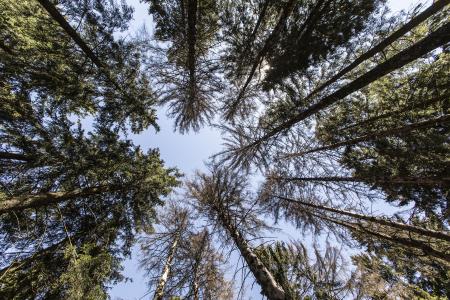 Extremwetter: Idealbedingungen für den Borkenkäfer, Foto: Niedersächsische Landesforsten