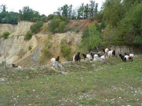 Walliser_Schwarzhalsziegen_Katrhin_Schön.jpg