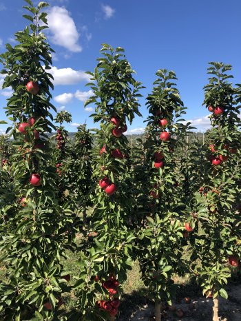 artevos_apfel_ajanta®  ‘A8-2-08‘-s-_saeulenobst_2.JPG