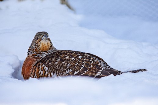 Auerhuhn im Schnee © Erich Marek.jpg
