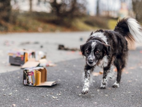 PM_Hund-Silvester_2024_(c) TASSO eV_Angelina Brueckner Fotografie.jpg