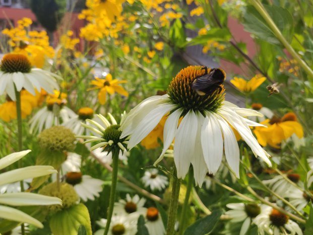 Sonnenhut_mit_Hummel.jpg