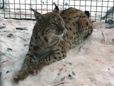 Nationalpark-Luchs stammt aus dem Tössstock