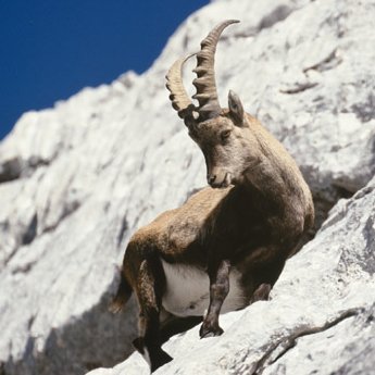 350-IPEA0024-Alpensteinbock-Capra-ibex-_c_-Anton-Vorauer-WWF.jpg