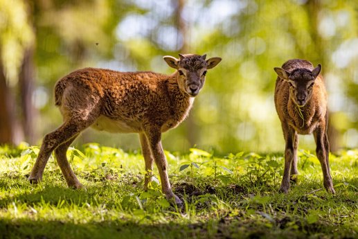 Süße_Jungtiere_sind_gerade_überall_im_Wildpark_Schwarze_Berge_zu_entdecken.JPG