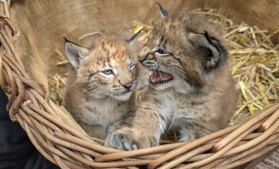 Ein_fauchendes_Männchen_und_ein_Weibchen_hat_Mutter_Ronja_zur_Welt_gebracht_im_Wildpark_Schwarze.jpg