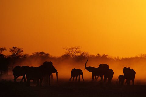 elefanten-namibia.jpg