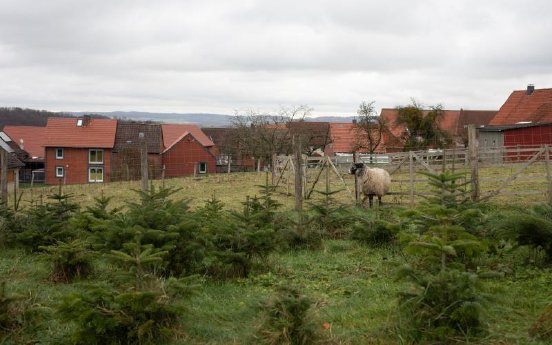 23-12-09-weihnachstbaeume-fischer-07.jpg