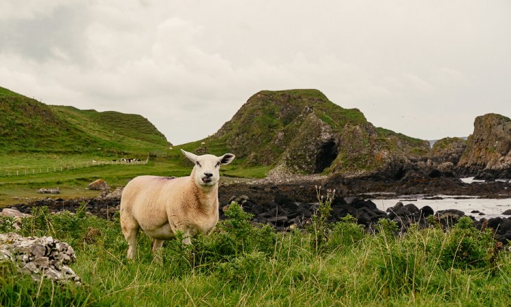 CausewayCoastalRoute_Sheep_Co_Antrim.jpg