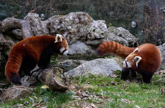 Rote Pandas_Miu und Shamina_Hellabrunn_2019_Dennis Reininger.jpg