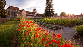 Insel_Reichenau_Kraeutergarten_Mohn_Copyright_Helmuth_Scham.png