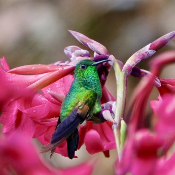 Bilder Costa Rica © Andreas Mayr (6).JPG