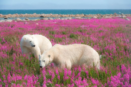 Polar Bears in Fireweed_ (c) Dennis Fast-Courtesy of Travel Manitoba.jpg