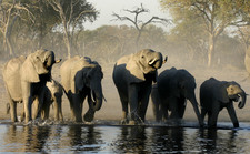 Im Moremi Wildreservat, das zum großen Teil zum weltberühmten Okavango-Delta gehört, leben viele Elefantenherden