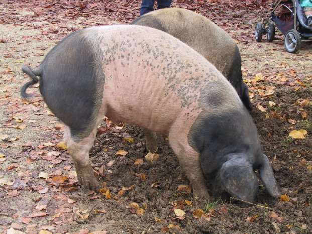 FLM Neuhausen_Schwäbisch-Hällische Schweine.jpg