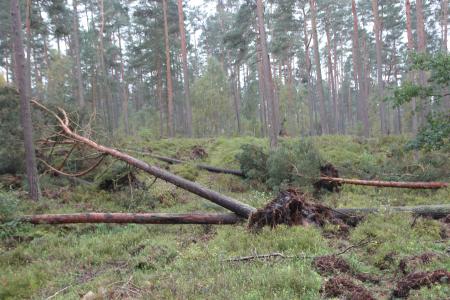Sturmtief - Gefahr durch abbrechende Äste und umstürzende Bäume