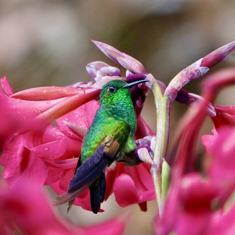 Bilder Costa Rica © Andreas Mayr (6).JPG