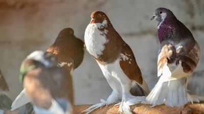 Gesunderhaltung der Atemwege – Auch bei Rassetauben wichtig
