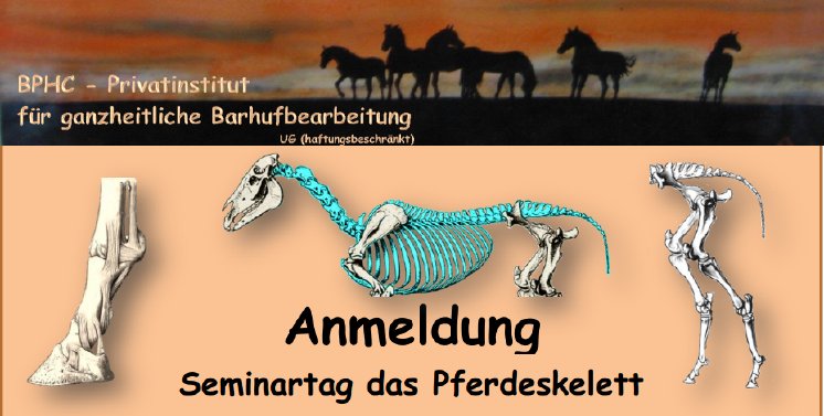 Annelie Michels - Rund um die Anatomie des Pferdes.PNG