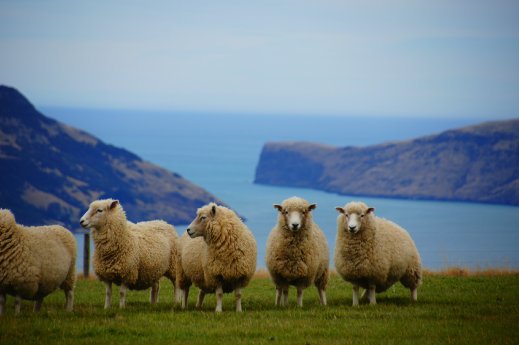Neuseeland_Schafe_c_Pixabay.jpg