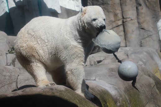 20260624_GB_Eisbärin Victoria im Tierpark Hagenbeck_1.JPG