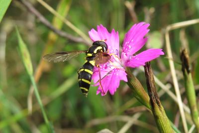 Blüten mit Insekten / Foto: Susanne Jost, Untere Naturschutzbehörde
