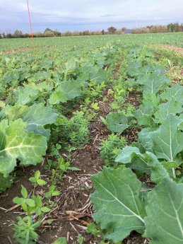 TerraLIfe__BrassicaPro.jpg