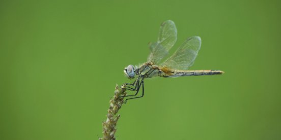 odonata-header-hurrah-suhail-1.webp