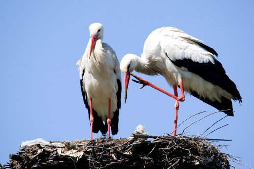 100328-0043_Weiszstorch_Extremadura.jpg