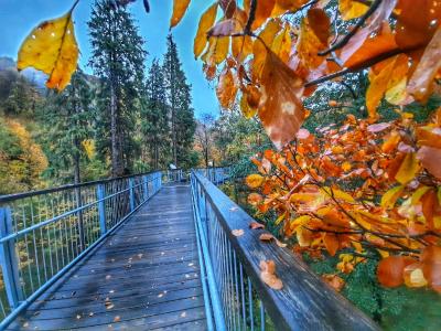 Baumwipfelpfad Harz Herbst 2020