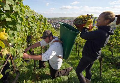 Weinlese