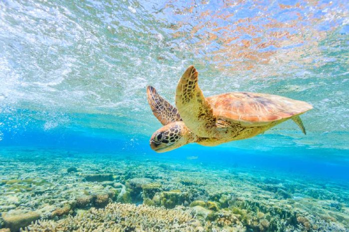 SE_Green_Sea_Turtle__Saint_Vincent_and_the_Grenadines.jpg