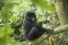 Gorilla-Junges in Ruanda
