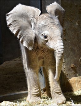 Elefantenbaby am 26.06.16 im halleschen Bergzoo geboren (c) Zoo Halle.jpg