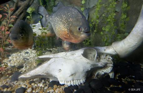 Die Piranhas im SEA LIFE Konstanz putzen sich heraus