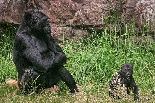 csm_Female_gorilla_with_8_months_old_offspring_in_zoo_5aa4eea821.jpg