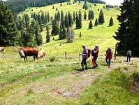Wandergruppe im Schwarzwald