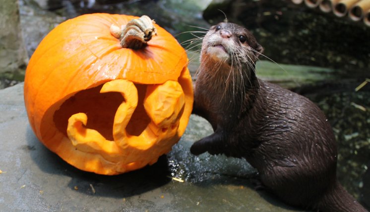 Halloween Kürbis Otter.jpg