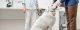 Übergewicht beim Hund erkennen und vorbeugen – Die besten Tipps