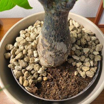 Blumenerde 1.jpg