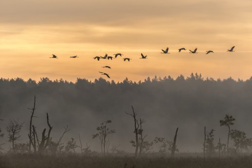 Kraniche Rambower Moor_Dieter Damschen.jpg