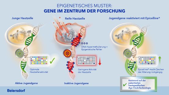 Infografik_Epigenetisches Muster.jpg