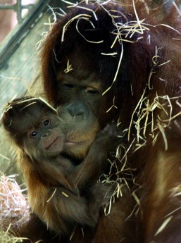 Sumatra-Orang-Utan-Mama Struppi mit Baby_Foto c by Jan Müller.JPG