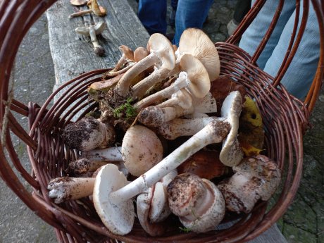 5750-0820-19-0890 - 18.07.2025 111024 - Bild Perlpilze.JPG