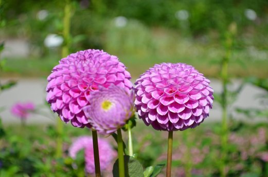 Rückblick Gartenschaugelände 2017_Quelle_Rick Eichner.jpg