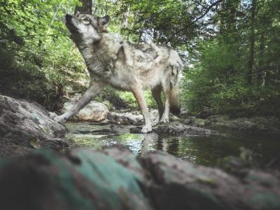 David Plummer – Wolf V, Fotografie 2018