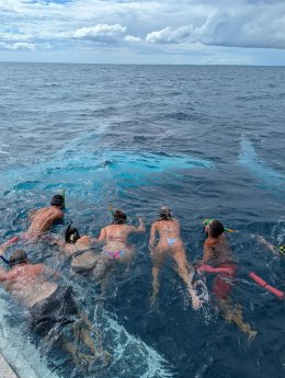 whale_swim_tasman_venture_buckelwal.jpg